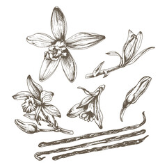 Vanilla, graphic illustration_Vanilla flower isolated on white background. Collection of vanilla flowers and vanilla sticks. Sketch, graphic illustration