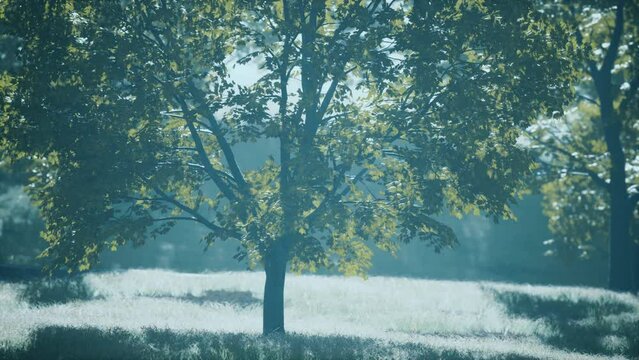 The green mapple leaves in the summer