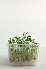 Wet pea microgreens in a plastic container on a white background.