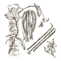 vanilla orchid plant botanical illustration_Vanilla flower isolated on white background. Collection of vanilla flowers and vanilla sticks. Sketch, graphic illustration