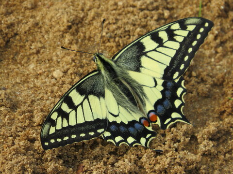 Baterfly swallowtail with spread wings.