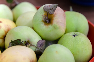 Fresh white apples close-up. Healthy fruits for proper nutrition and diet. A new crop of ripe fruits, recently harvested from trees. Autumn harvest season. Natural vitamins for the health of the body.