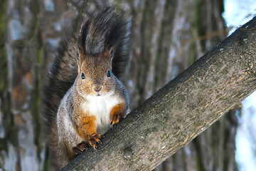 A large squirrel in a winter coat is sitting on a tree branch. A small furry funny animal lives in a city Park.Feeding urban rodents with children on a walk.