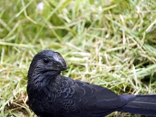 The smooth-billed ani (Crotophaga ani) is a large near passerine bird in the cuckoo family. Amazon rainforest, Brazil
