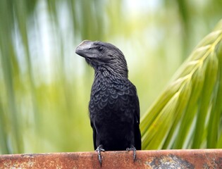 The smooth-billed ani (Crotophaga ani) is a large near passerine bird in the cuckoo family. Amazon rainforest, Brazil

