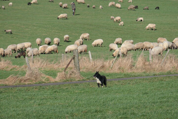 Der Schäfer mit seiner Schafherde und seinem Hund