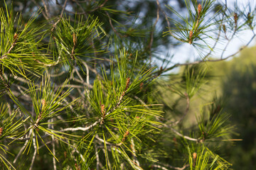 Fototapeta na wymiar Aleppo pine tree (Pinus halepensis) forest near Freginals in the autonomous community of Catalonia, Spain