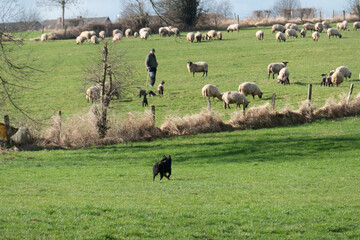 Der Schäfer mit seiner Herde und seinem Hund