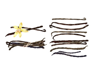 set of vanilla dry sticks_set of vanilla dry sticks, vanilla orchid fruit, flower, realistic vector illustration on a white background