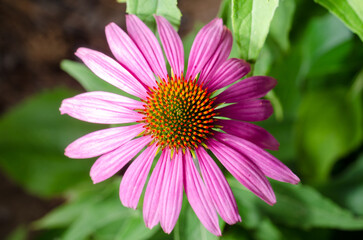 Striped fly sits on an echinacea flower.