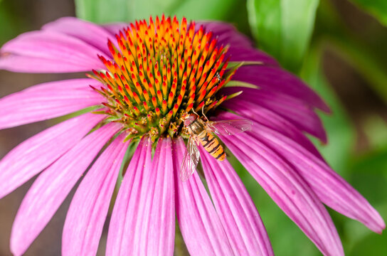 Striped fly sits on an echinacea flower.