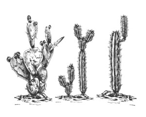 set of cacti, sand, hand-drawn vector illustration_set of cacti, sand, hand-drawn vector illustration, graphics, hand drawing,