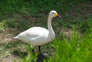 Naklejka na ściany i meble white swan on the green grass
