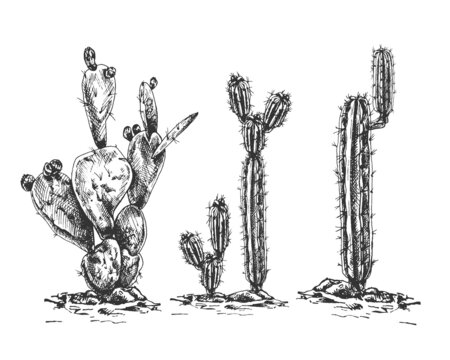 set of cacti, sand, hand-drawn vector illustration_set of cacti, sand, hand-drawn vector illustration, graphics, hand drawing,
