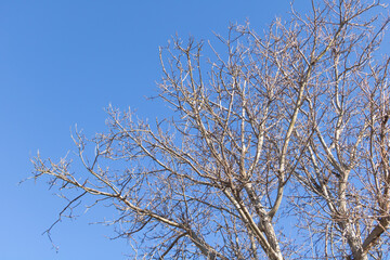 Low angle shot of bare trees in a forest on an autumn day with blue sky