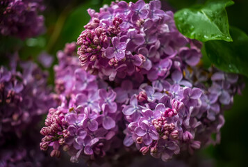 Large bright purple flowers of an urban shrub on a blurred background. Blooming lilac close-up on a green background. Garden plant that smells delicious in the spring season. Bouquet as a gift.