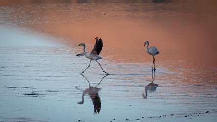 Zwei Flamingos auf einem Salzsee in der Atacama Wüste, ein Flamingo im Landeanflug