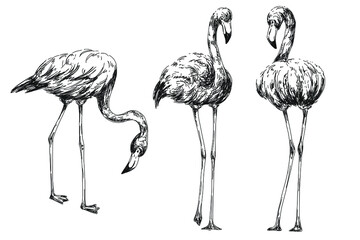 Obraz premium Vintage sketch set of flamingo birds. Vector illustration.
