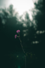 Flowers in the middle of nature