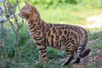 bangal cat on the white background. High quality photo