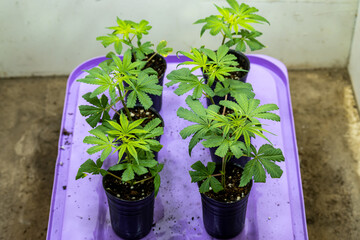 Top down view to small green Marijuana plant growing on pot