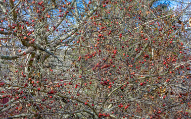 hawthorn fruit is a tree without leaves