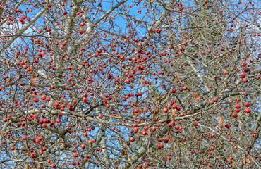 hawthorn fruit without leaves sky