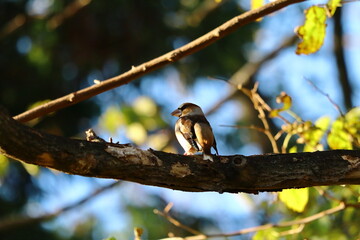 木にとまるシメ