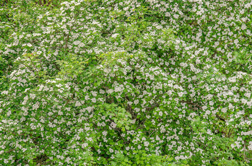 Fototapeta na wymiar hawthorn tree flowers