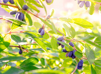honeysuckle berries are blue against the sun