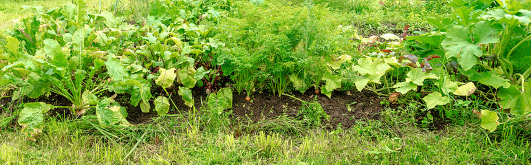 vegetables vegetable garden panorama