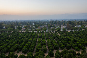 Fototapeta na wymiar Aerial view over orange grove