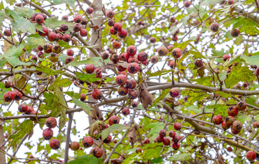 hawthorn berries leaves