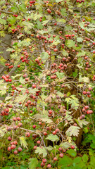 hawthorn berries leaves vertically