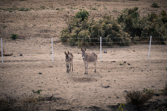 Wild donkeys