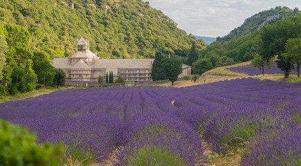 
Gordes, Vaucluse - France - July 3 2021: A field of lavender and Sénanque Abbey in the background.