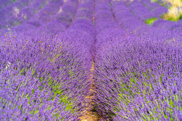 Fototapeta na wymiar Saint-Rémy-de-Provence, Provence-Alpes-Côte d'Azur - France - July 10 2021: Lavender fields at the Monastery of Saint-Paul de Mausole, Saint-Rémy.