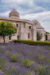Saint-Rémy-de-Provence, Provence-Alpes-Côte d'Azur - France - July 10 2021: Lavender fields at the Monastery of Saint-Paul de Mausole, Saint-Rémy.
