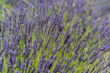 
Saint-Rémy-de-Provence, Provence-Alpes-Côte d'Azur - France - July 10 2021: Lavender fields at the Monastery of Saint-Paul de Mausole, Saint-Rémy.