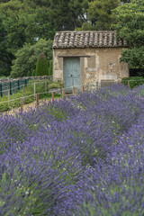Fototapeta na wymiar Saint-Rémy-de-Provence, Provence-Alpes-Côte d'Azur - France - July 10 2021: Small cottage in the middle of lavender fields and a beautiful forest.