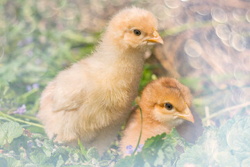 chickens in the garden