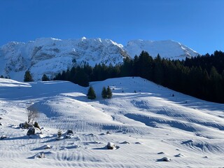 Fototapeta na wymiar A magical play of light and shadow on a pure white snow cover in a mixed alpine forest, Schwägalp mountain pass - Canton of Appenzell Ausserrhoden, Switzerland (Schweiz)