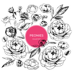 peonies collection_peonies collection, line drawing, vector outline flower, leaves, white background, black outline, graphics, buds set, botanical illustration © LypoVa