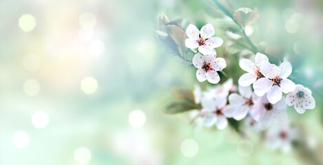 Obraz na płótnie Canvas Flowering branches on a color blurry background.