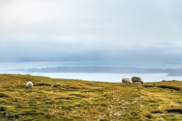 Scottish sheep in the field during, Scotland