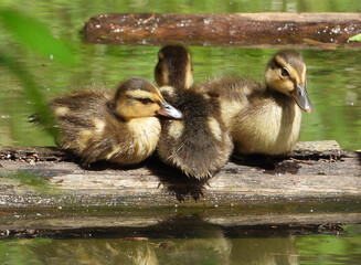 Family of mallard ducklings warming up in the sun