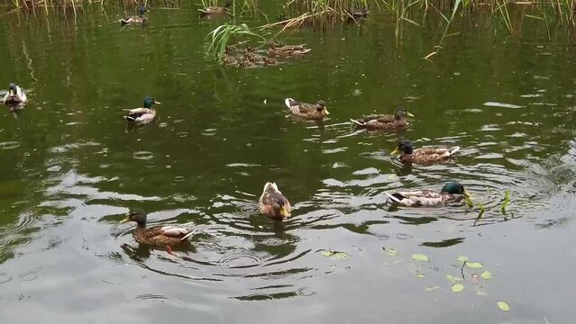 Wild ducks in the pond.