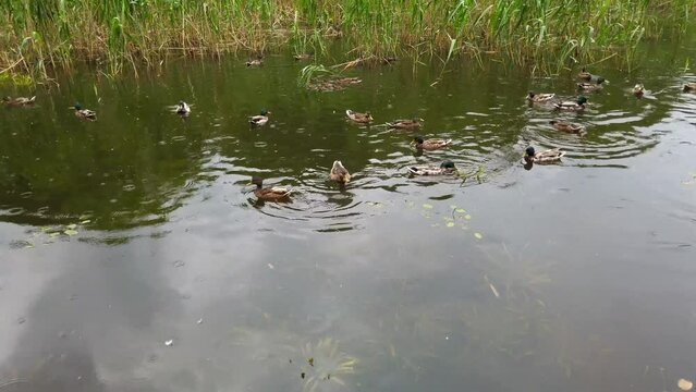 Wild ducks in the pond.