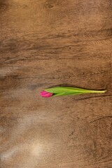 Fototapeta na wymiar tulips on a wooden background, beautiful flowers