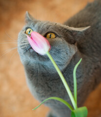 Naklejka na ściany i meble Gray British cat with pink tulips